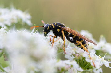 Polistes dominula - Polistes gallicus - European paper wasp - Poliste gaulois