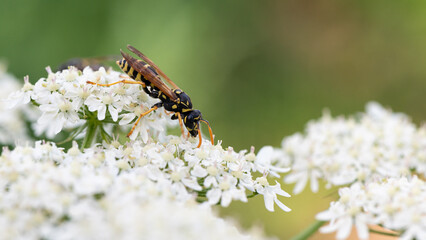Polistes dominula - Polistes gallicus - European paper wasp - Poliste gaulois