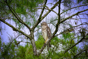 red shouldered hawk perched in a tree