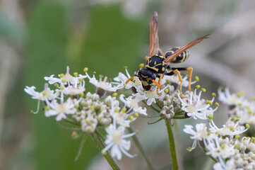 Polistes dominula - Polistes gallicus - European paper wasp - Poliste gaulois