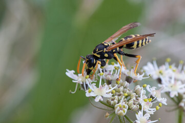 Polistes dominula - Polistes gallicus - European paper wasp - Poliste gaulois