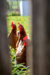 Poule pondeuse et poulet en pleine nature.
