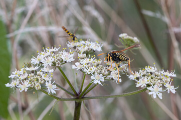 Polistes dominula - Polistes gallicus - European paper wasp - Poliste gaulois