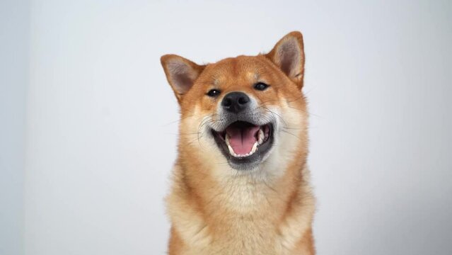 Portrait of a japanese dog. A cute shiba inu dog is looking at the camera.