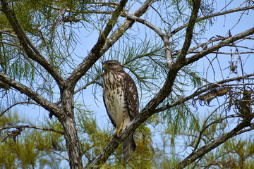 red shouldered hawk perched in a tree