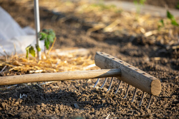 Vieux rateau en bois au milieu d'un jardin potager et des légume au printemps.