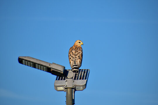red shouldered hawk perched in a tree