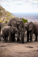 Elephant in the savanna. Elephant herd, group roams through Tsavo National Park. Landscape shot at the waterhole in Kenya Africa