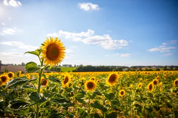 Poster Fleur de tournesol jaune dans les champ au milieu de la campagne en France. © Thierry RYO