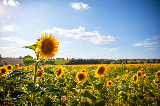 Fleur de tournesol jaune dans les champ au milieu de la campagne en France.