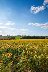Fototapeta na wymiar Paysage de campagne et tournesol dans les champ au soleil.