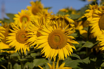 Blooming beautiful sunflowers in the summer