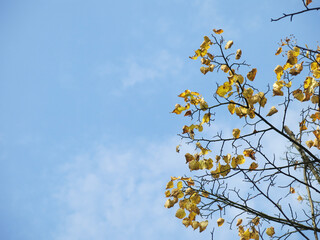 autumn view: a tree with yellowing leaves in the corner against a clear blue sky