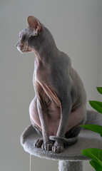 Sphynx cat