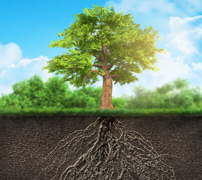 tree with roots in soil, soil cross, 3D illustration