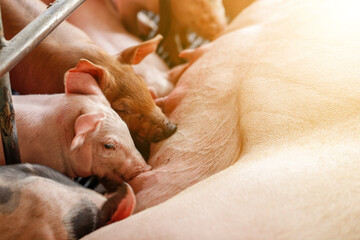 Newborn piglets need milk from the sow. ,Receiving newborn milk to build immunity , the swine industry © puwanai8039