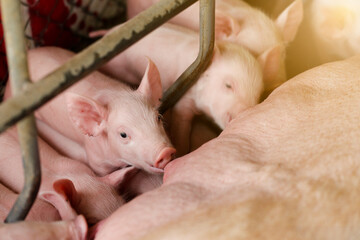 Newborn piglets need milk from the sow. ,Receiving newborn milk to build immunity , the swine industry © puwanai8039