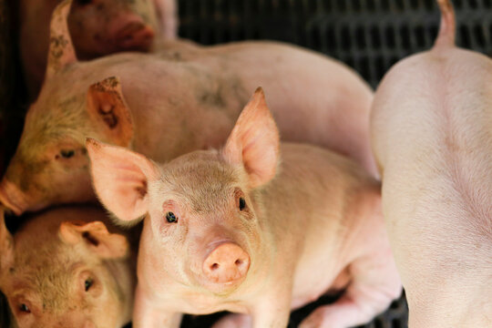 Cute pig Luo, piglet kindergarten in the farm , pig farm management