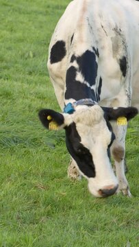 Footage of a white and black-spotted cow contentedly grazing on thick green grass in an Irish farmland. Vertical video.