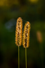 two grass stems with grains and hairs of green-brown color against the background of a blurred field of green-yellow color with circles of bokeh in the rays of the setting sun, vertical photo