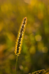 grass stem with grains and hairs of green-brown color against the background of a blurred field of green-yellow color with circles of bokeh in the rays of the setting sun, vertical photo