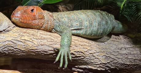 Lizard.