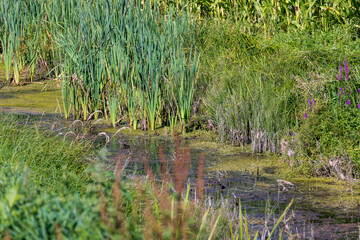 Green grass and swamp in the summer