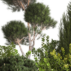 3D illustration Alpine Hill Pine Topiary Thuja And Juniper