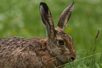 Feldhase (Lepus europaeus)