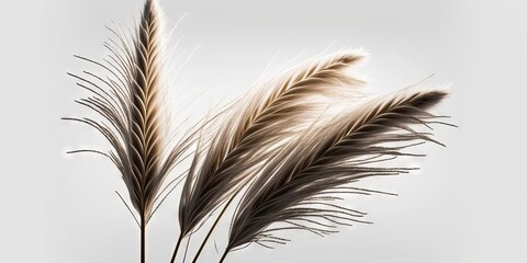Creative image featuring pampas grass on white background alongside reed grass, Generative AI