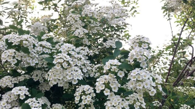 Van Houttes spiraea - Latin name - Spiraea x vanhouttei. Spring blooming shrub with many white flowers - Spirea Spiraea cantoniensis. Also known as Reeve's spiraea, Bridalwreath spirea,