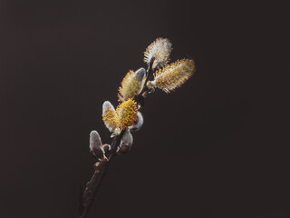 Close-up of willow twig with flowering fluffy male catkins on dark brown background