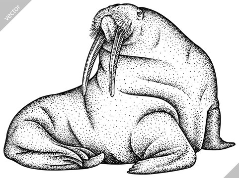 Vintage engrave isolated walrus set illustration ink sketch. Sea seal background arctic vector art