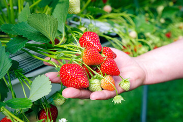 Erdbeerpflanzen mit reifen und unreifen Erdbeeren in einem Gewächshaus präsentiert in Händen an...