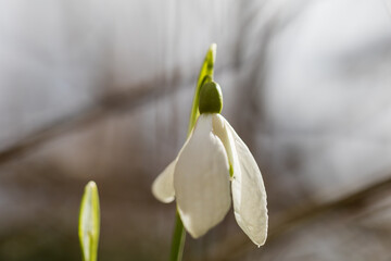 Snowdrop - Galanthus nivalis first spring flower. White flower with green leaves.