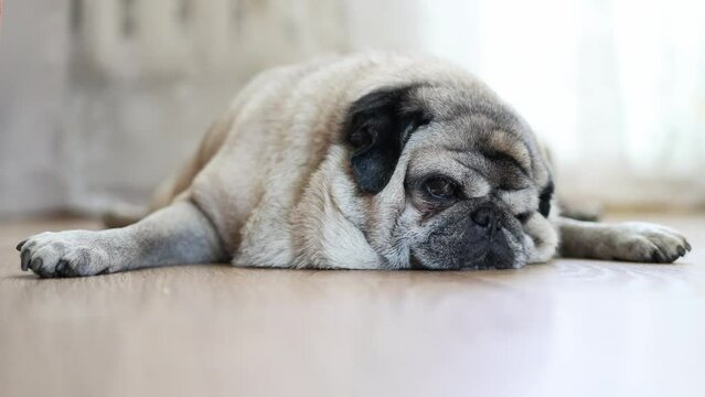 An elderly beige pug sleeps on the floor. Close-up. Dog portrait. Animal trying to sleep