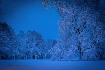 Winterlandschaft in der L&uuml;neburger Heide am fr&uuml;hen Morgen