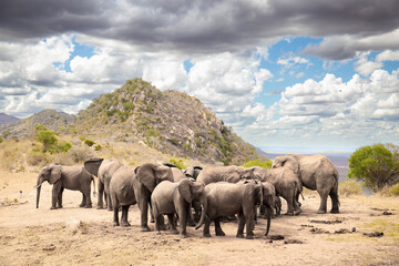 Elephant in the savanna. Elephant herd, group roams through Tsavo National Park. Landscape shot at...