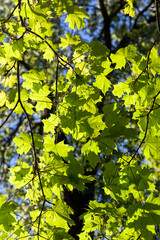 Thin maple foliage in sunlight in spring season
