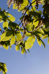 Brightly illuminated by sunlight foliage of trees in the spring season