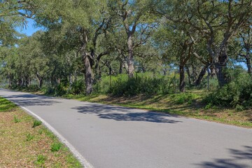 road of the cork oaks at andalusia backplate 12 spain, day, outdoor, nobody, costa del sol