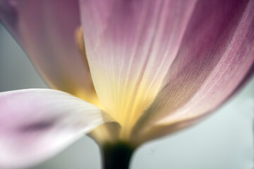 close up of a lily, nacka,sweden,sverige,stockholm