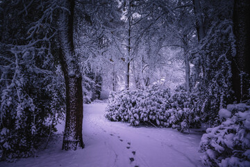 Winterlandschaft in der L&uuml;neburger Heide am fr&uuml;hen Morgen
