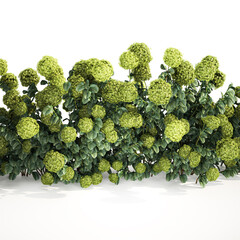 3D illustration Green Hydrangea Bushes For Garden Landscaping