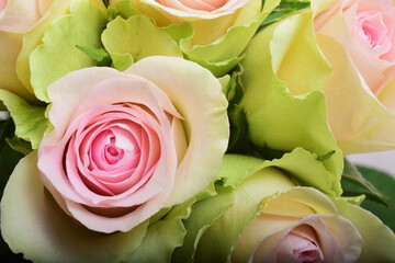 Pink light rose background flower - 580375793