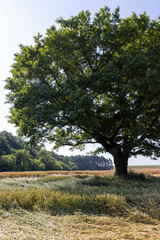 Obraz premium Growing in a field with ripening wheat