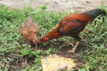 The Rooster and the Hen are both looking for food, usually this happens when the female is due to lay eggs.