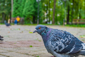 Pigeon close-up. Looking at the camera