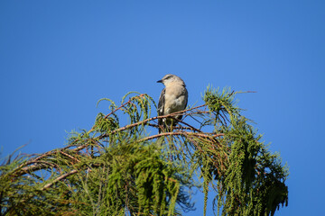 mockingbird singing on a tree in the swamp