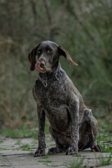 Hunting dog in the woods